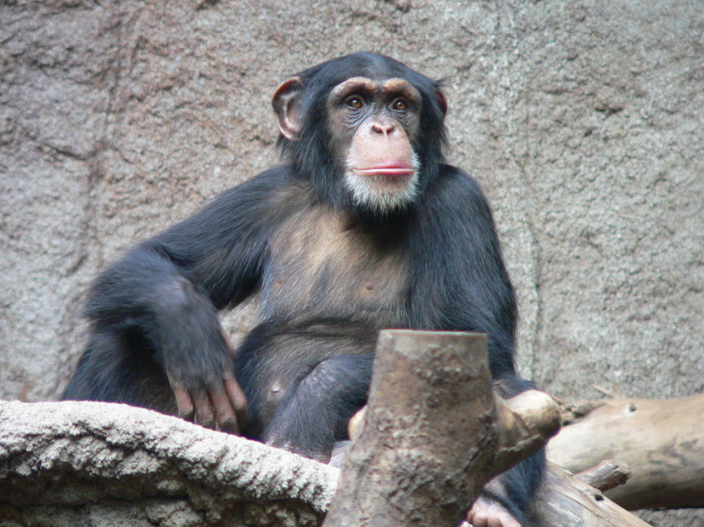 There are several chunks of DNA in chimpanzees that have been deleted in modern humans