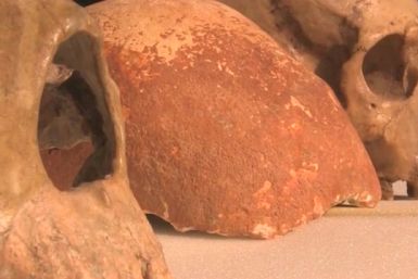 Prehistoric skull a key 'piece of the puzzle' in story of humanity