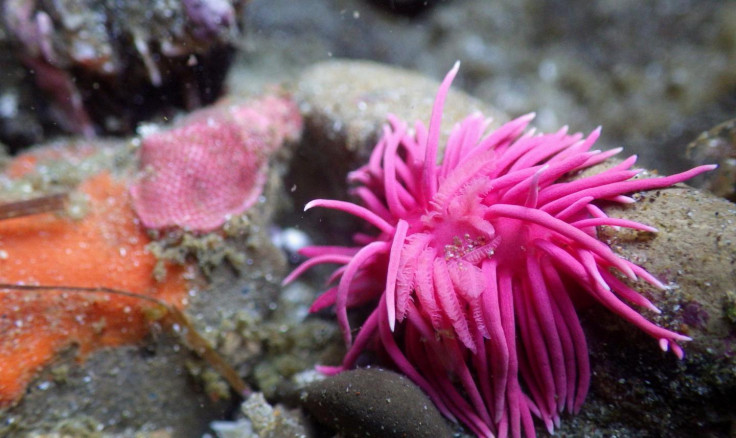 Hopkins' Rose Nudibranch