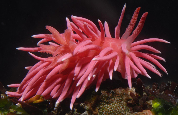 Okenia Rosacea Bloom