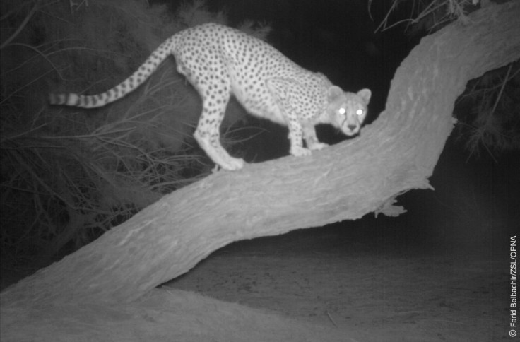 Saharan cheetah