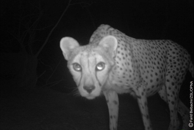 Saharan cheetah