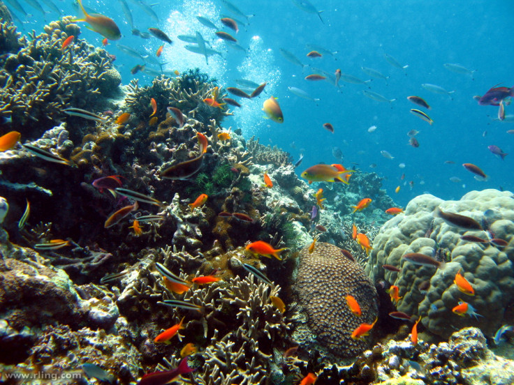 great barrier reef