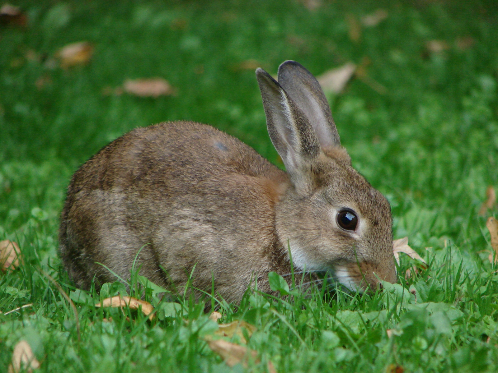 City rabbits downsize burrows for perks of urban living