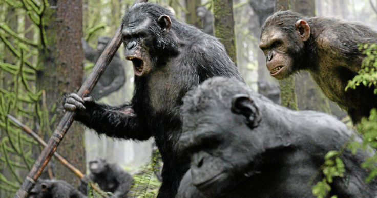 Scientists say primates evolved to use tools like spears to hunt for food instead of biting in close contact conflicts,