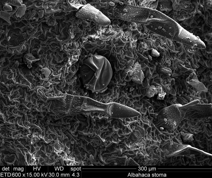 A close-up look at the Albahaca plant - the circle in the centre is a stoma, which helps the cells of the plant to breathe