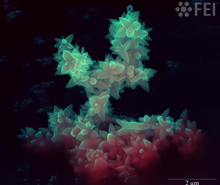 Zinc oxide (ZnO) microparticles obtained by hydrothermal synthesis using microwave heating