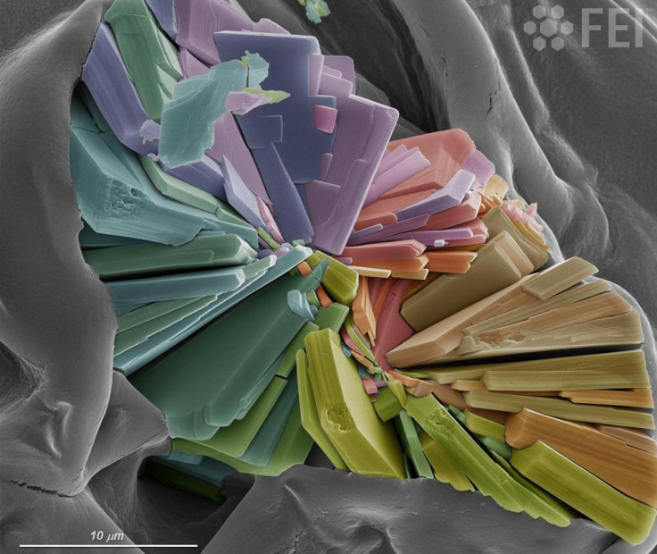 Crystals of dyes adsorbed on the surface of a biopolymer after a process of water purification