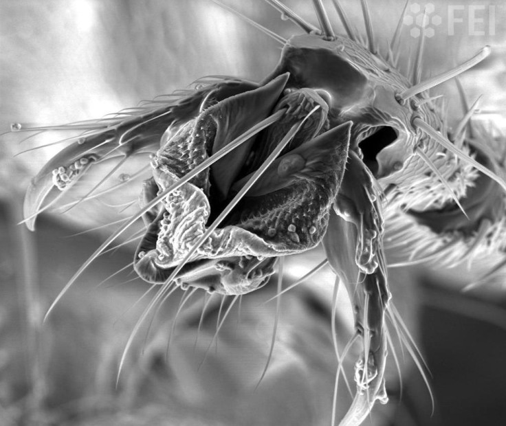 A mosquito in high resolution