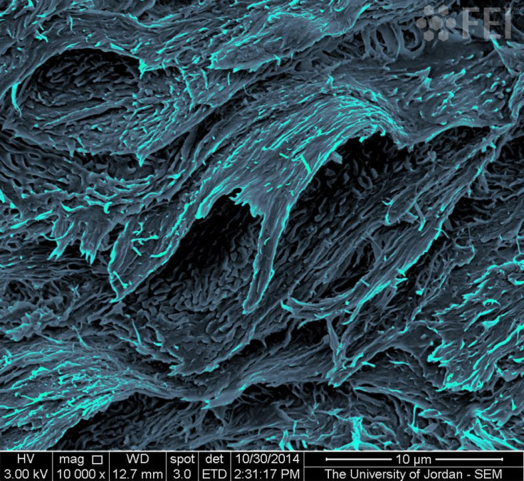 A cross section of a human nail