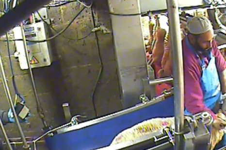 Horrific video shows animal abuse at Halal slaughterhouse
