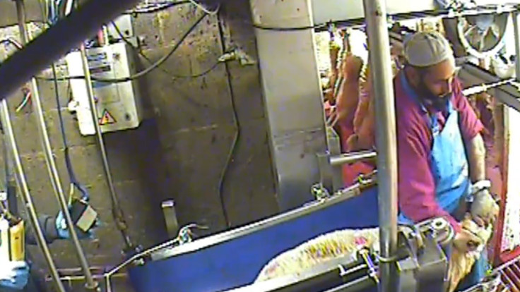 Horrific video shows animal abuse at Halal slaughterhouse