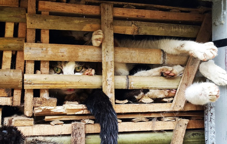 Vietnam cats
