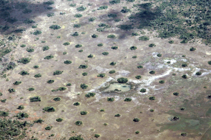 termite mounds