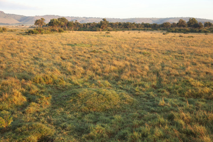 termite mound