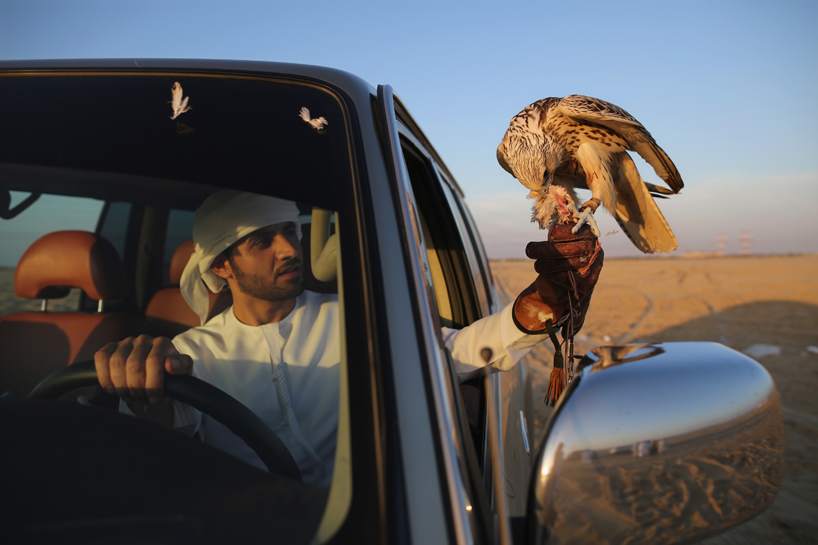 Abu Dhabi falconry