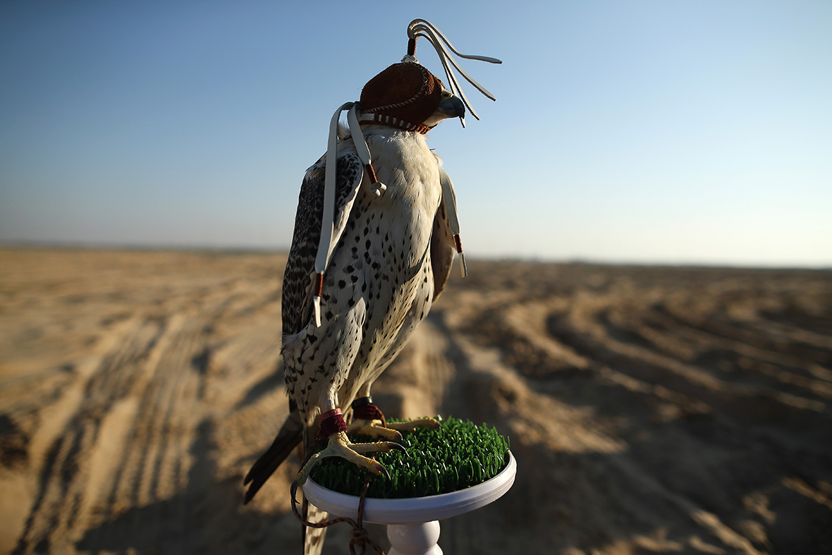 Abu Dhabi falconry