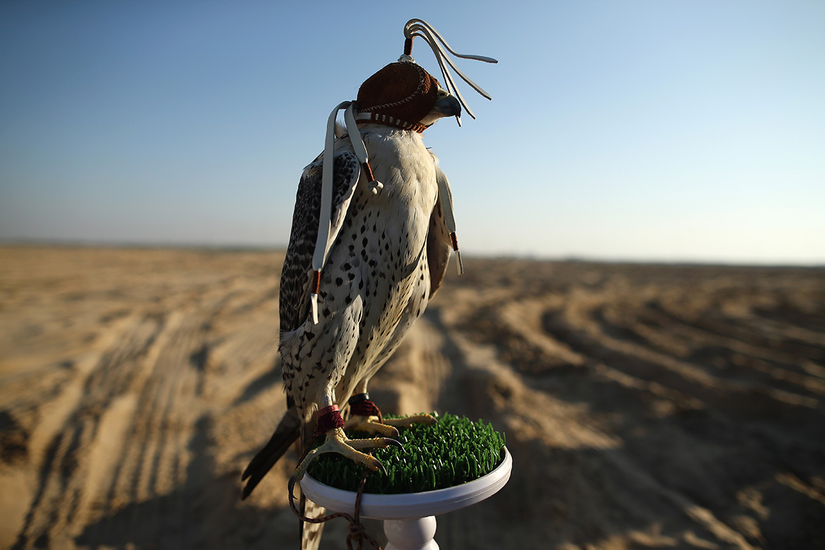 Falconry in United Arab Emirates Living heritage and milliondollar