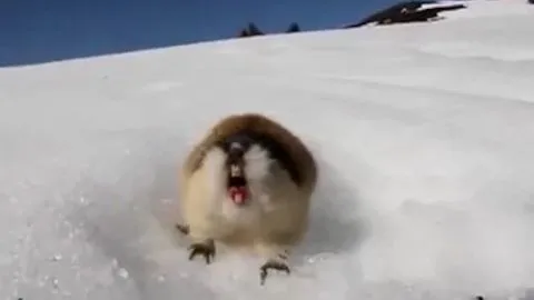 Students race Lemmings in Fictional Cliff Jump