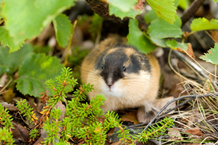 norwegian lemming