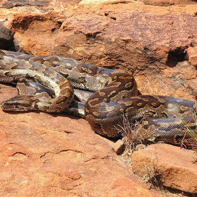 Southern rock python