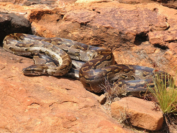 Southern rock python