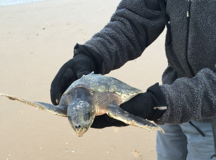 The Kemp's Ridley sea turtle found on Fomby beach, which is currently in rehab from swimming through cold waters