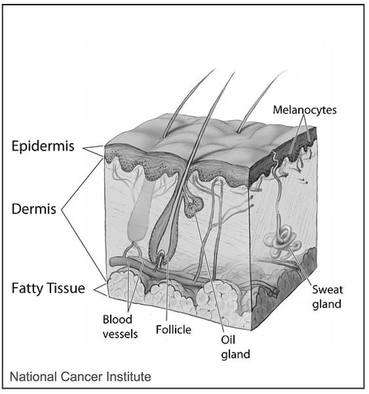 The layers of skin (epidermis, dermis, and fatty tissue) and associated glands and vessels (blood vessels, follicle, oil gland, sweat gland, and melanocytes).
