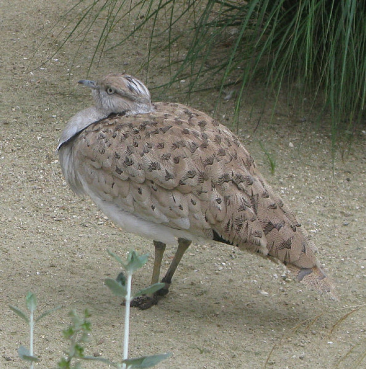 houbara bustards