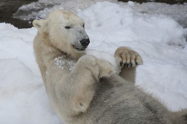 Special Polar bear collar aids scientists in vital research