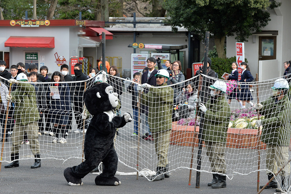 japan zoo escaped animal drill