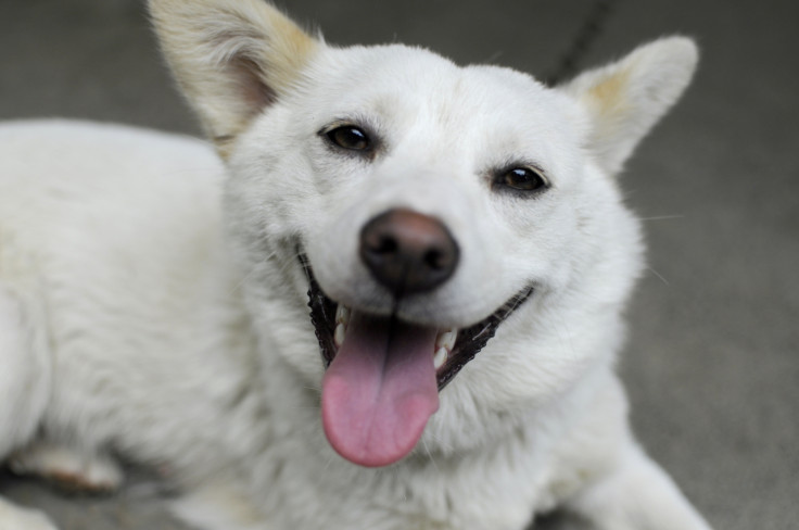 smiling dog