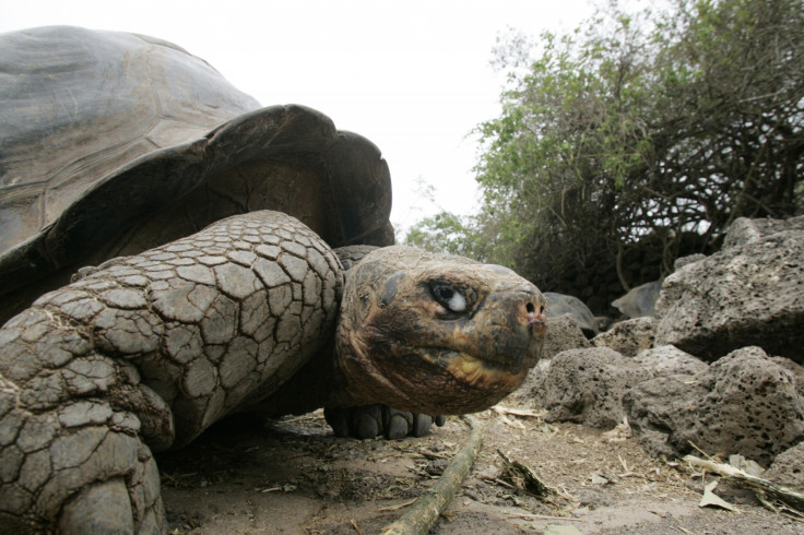 Tortoise