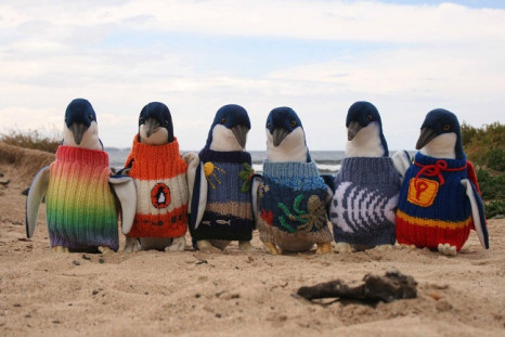 Alfred Date knits sweaters to save penguins
