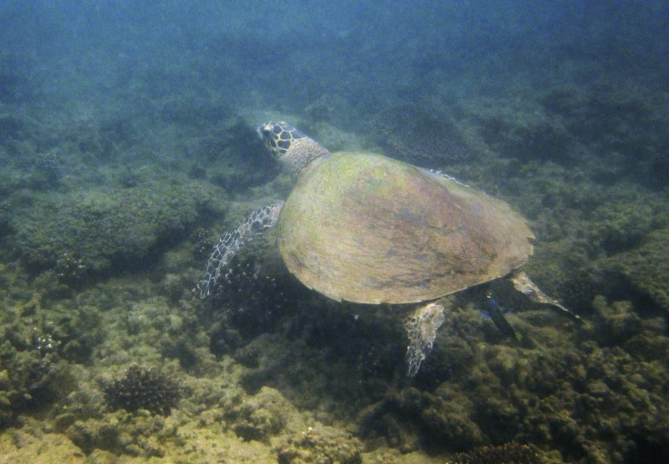 Australia's great reef and fossil fuels