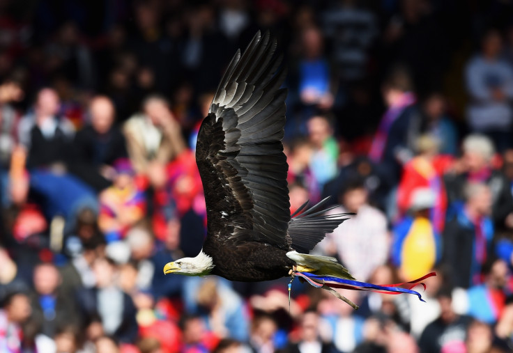 Crystal Palace eagle