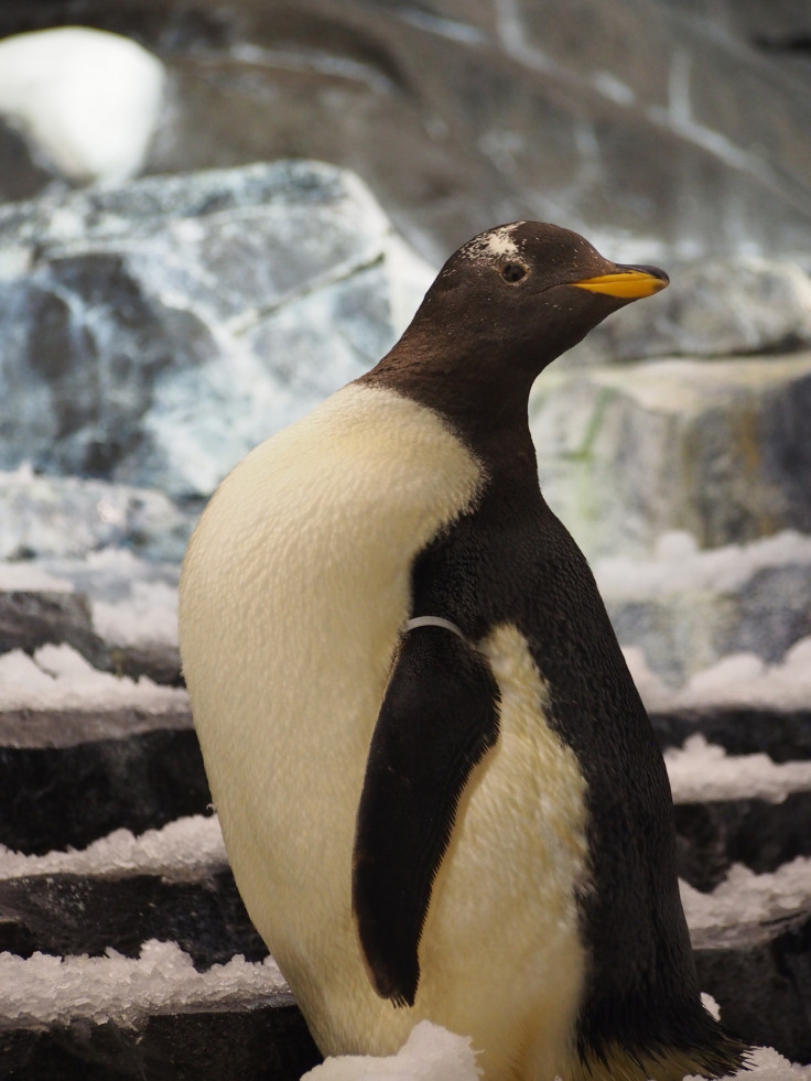 Gentoo penguin