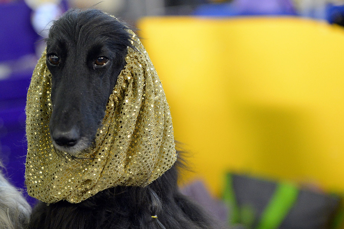 Westminster Kennel Club Dog Show 2015: Pampered pooches compete for