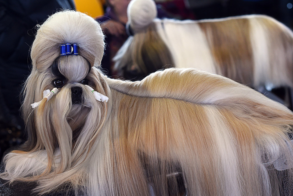 Westminster Kennel Club dog show 2015