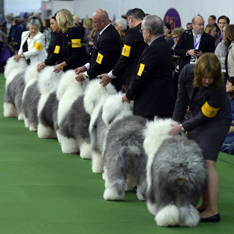 Westminster Kennel Club Dog Show 2015 Pampered pooches compete for