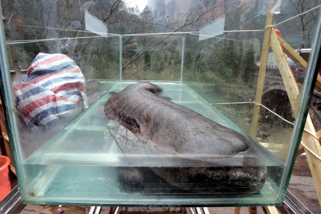 A Chinese police chief who ate a rare giant Salamander has been fired
