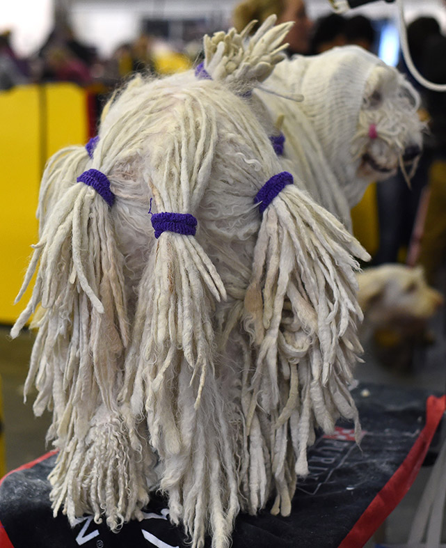 Westminster Kennel Club dog show 2015