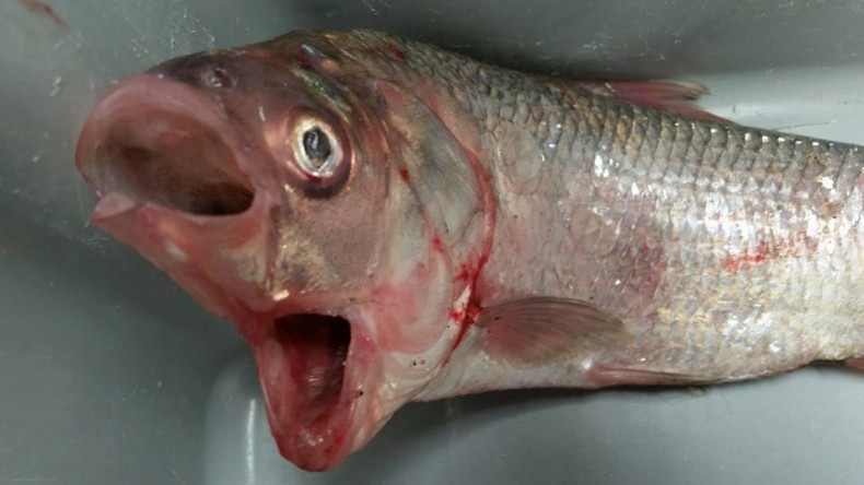 two mouth fish