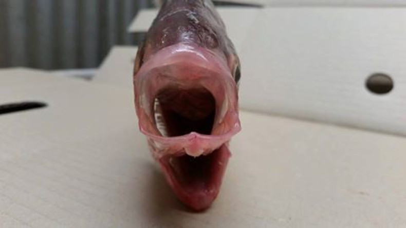 two mouth fish