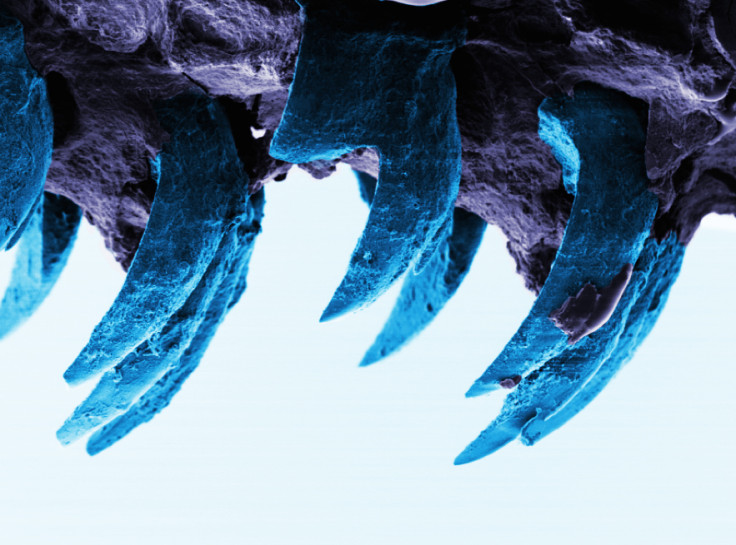 limpet teeth