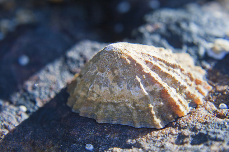 limpet