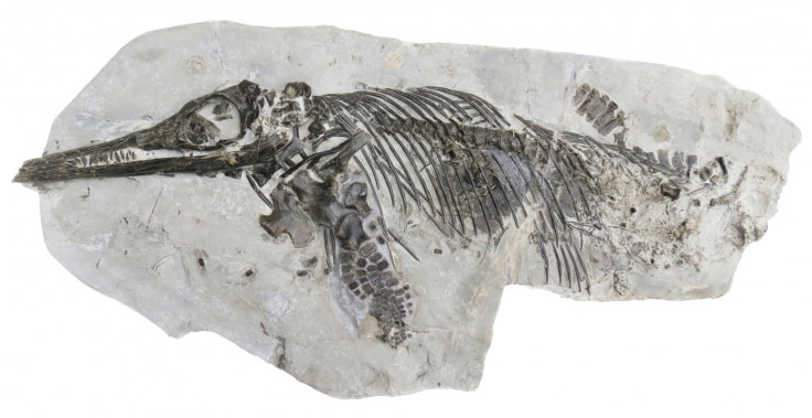 Ichthyosaurus anningae