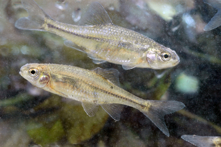 oregon chub