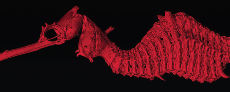 ruby seadragon