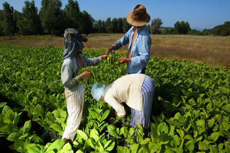 Bulgaria tobacco industry